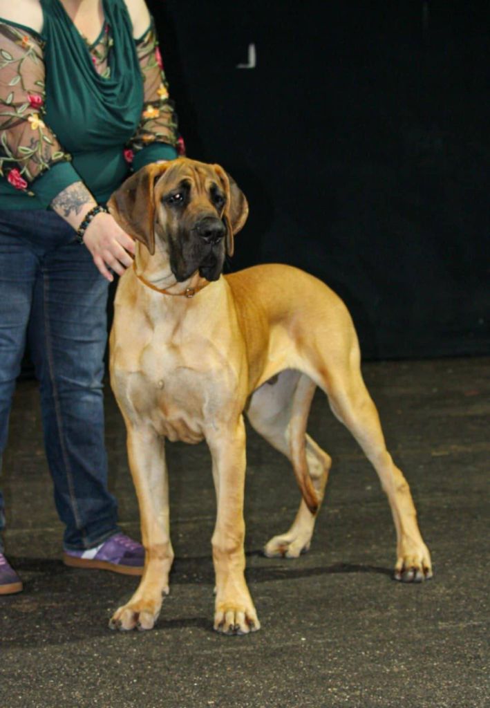 Arthas Du Dragon De La Plume Dorée