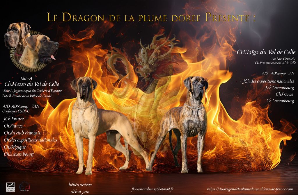 Du Dragon De La Plume Dorée - La gestation à été confirméee :)
