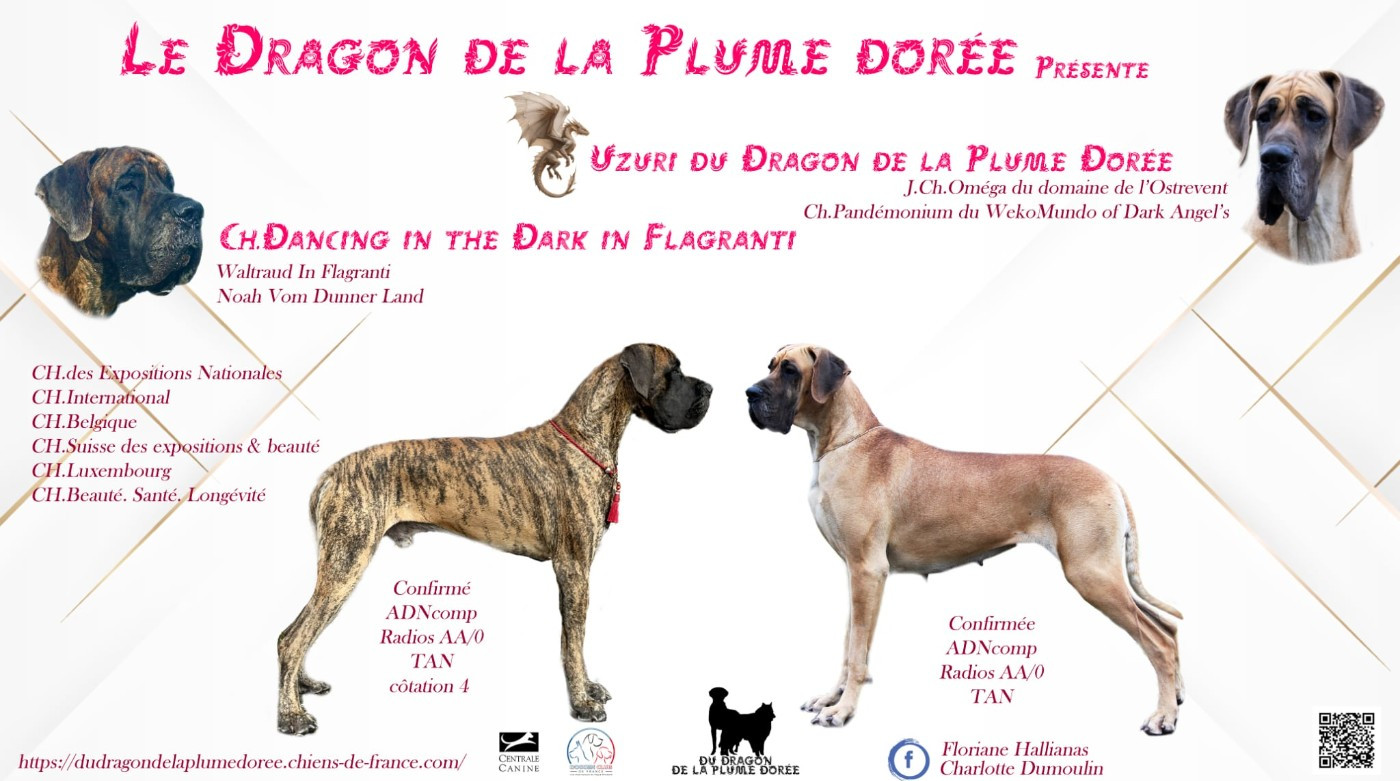 Du Dragon De La Plume Dorée - Des bébés prévu pour mi janvier 2026