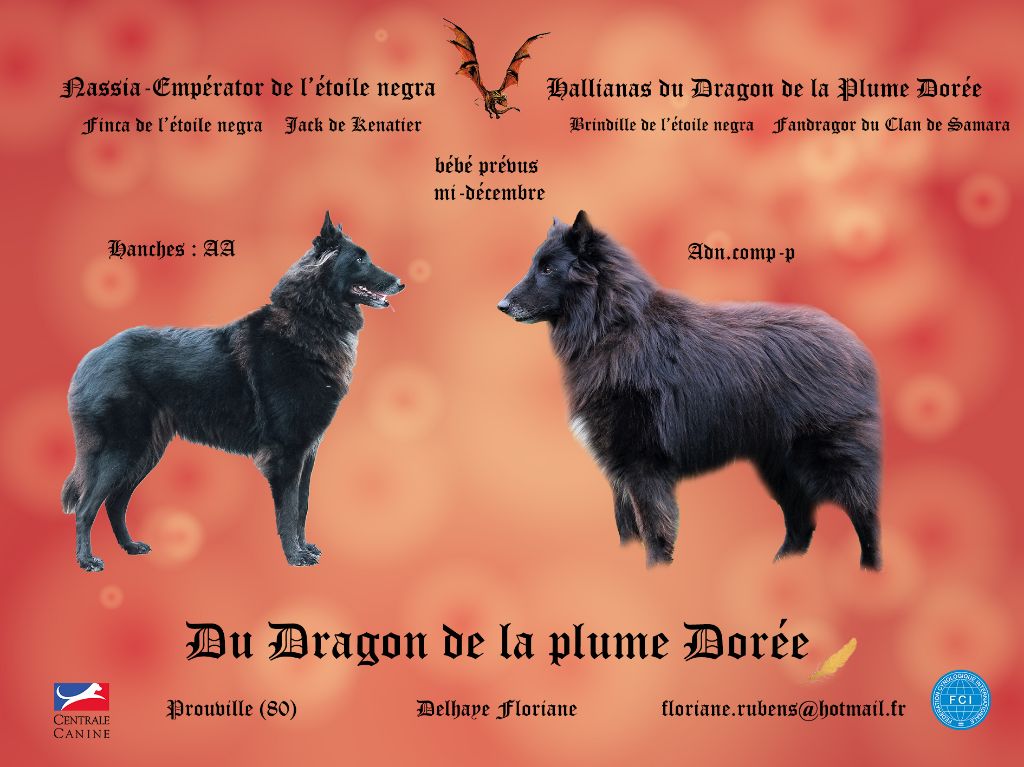 Du Dragon De La Plume Dorée - ils sont arrivés 