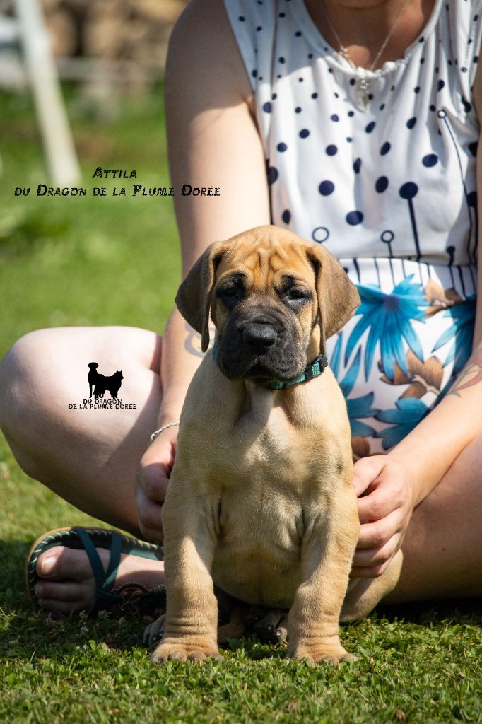 Du Dragon De La Plume Dorée - Chiots disponibles - Dogue allemand
