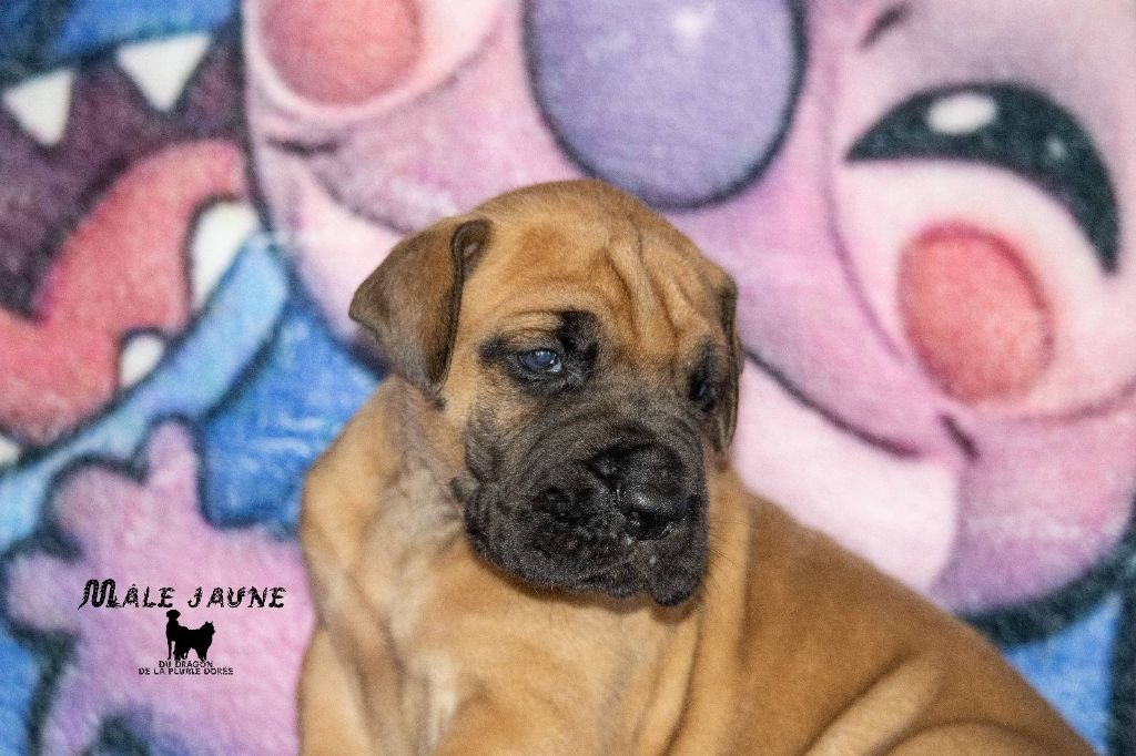 Du Dragon De La Plume Dorée - Chiots disponibles - Dogue allemand