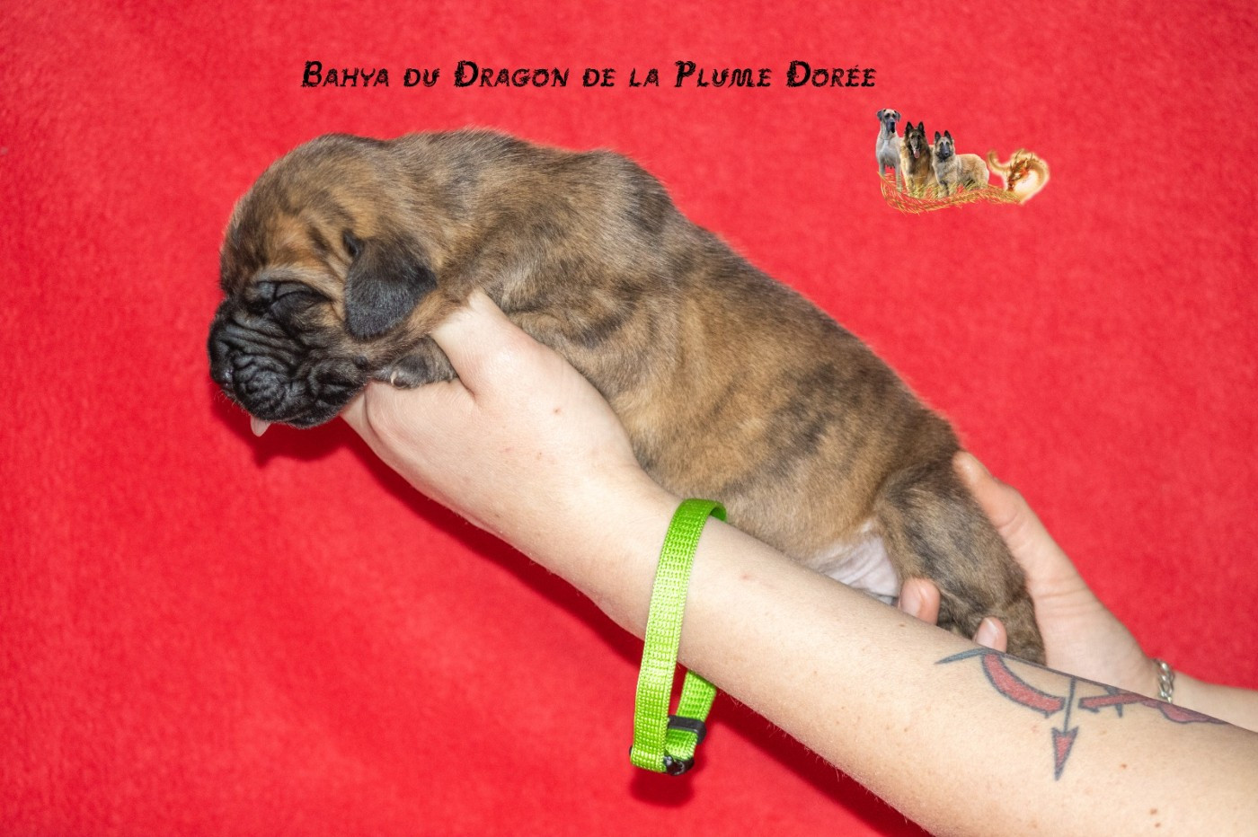 Du Dragon De La Plume Dorée - Chiots disponibles - Dogue allemand