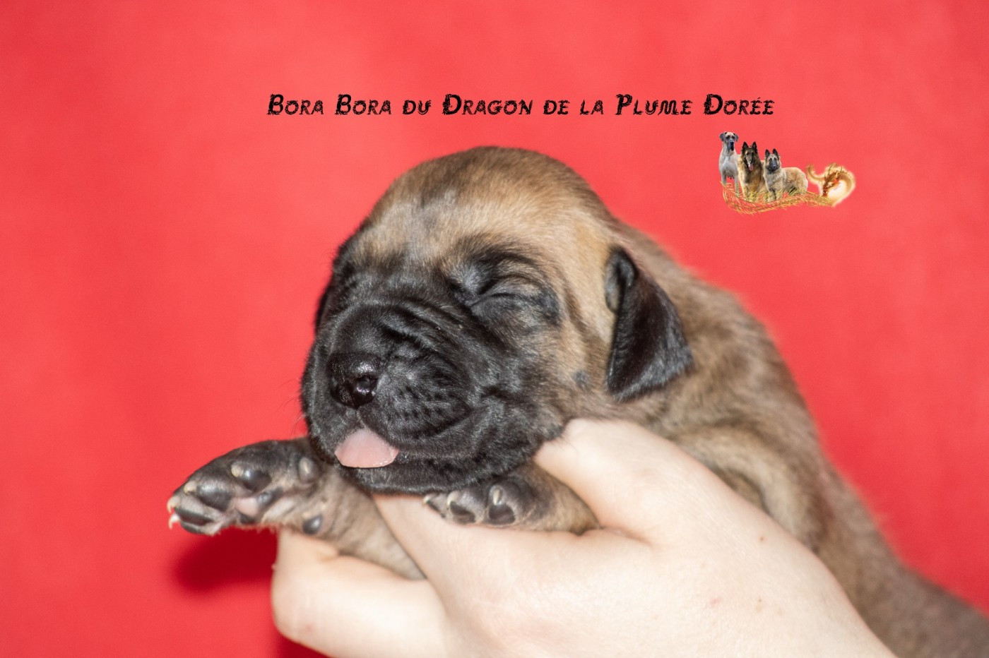 Du Dragon De La Plume Dorée - Chiots disponibles - Dogue allemand