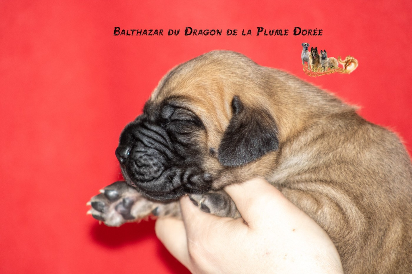 Du Dragon De La Plume Dorée - Chiots disponibles - Dogue allemand