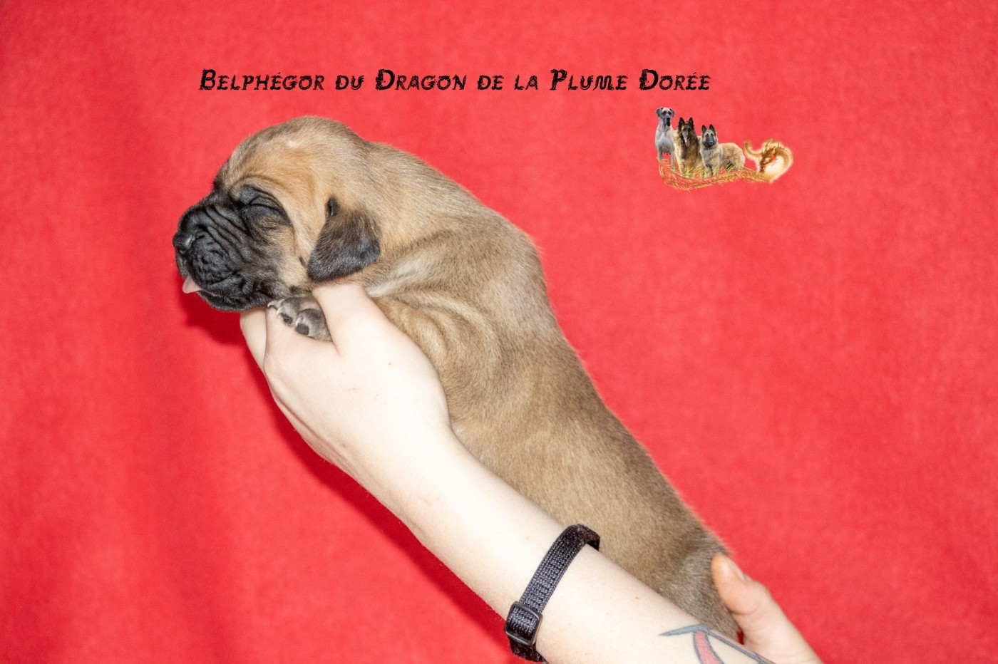 Du Dragon De La Plume Dorée - Chiots disponibles - Dogue allemand