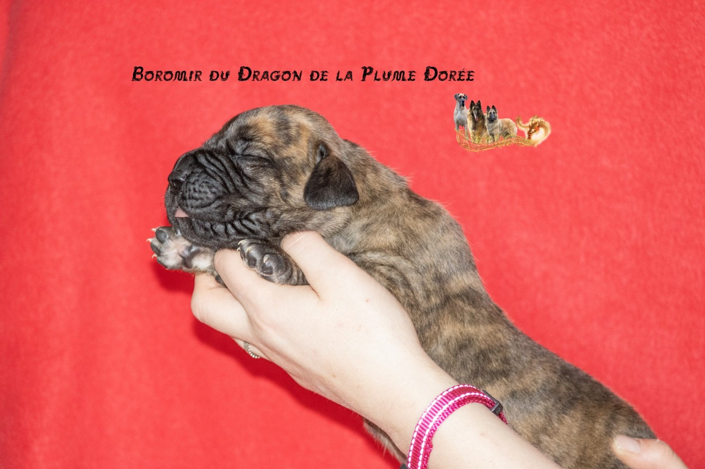 Du Dragon De La Plume Dorée - Chiots disponibles - Dogue allemand