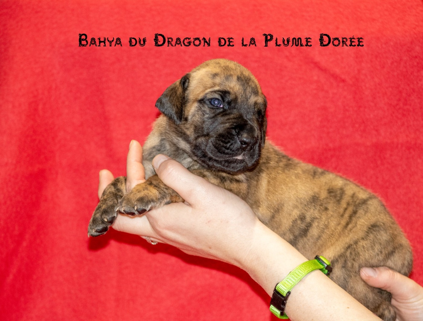 Du Dragon De La Plume Dorée - Chiots disponibles - Dogue allemand
