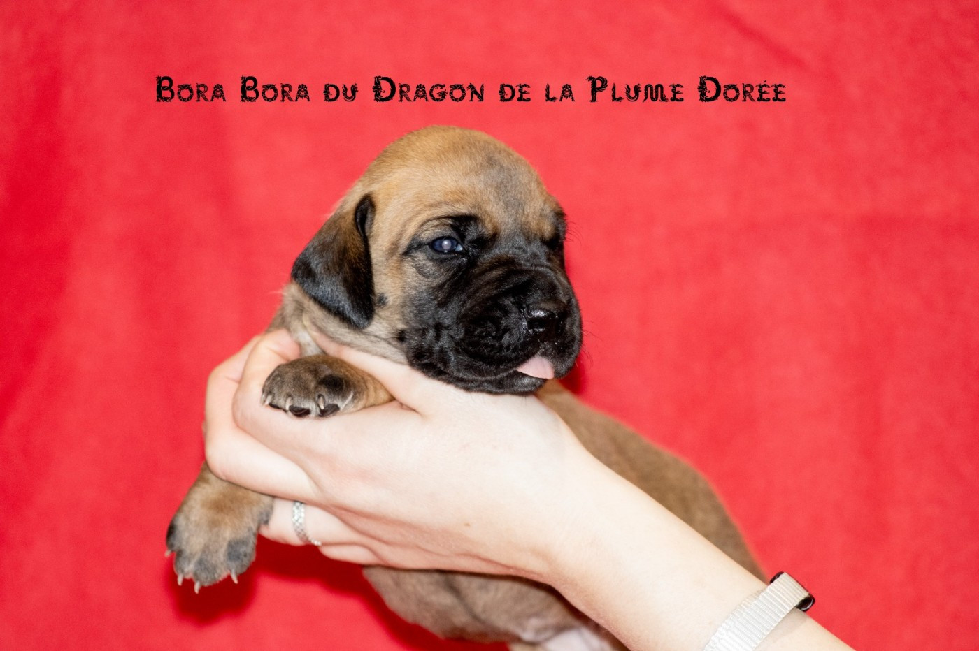 Du Dragon De La Plume Dorée - Chiots disponibles - Dogue allemand