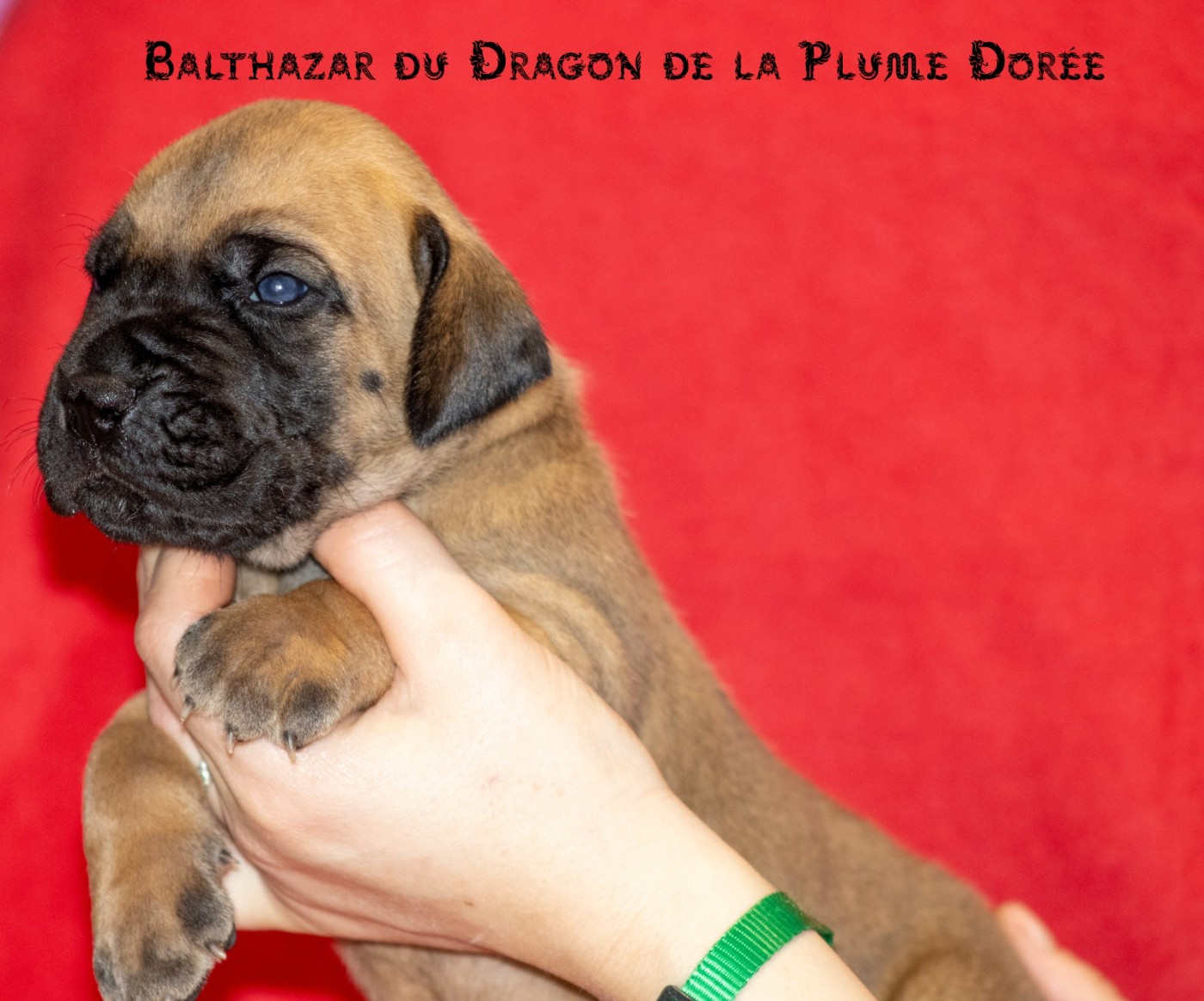 Du Dragon De La Plume Dorée - Chiots disponibles - Dogue allemand