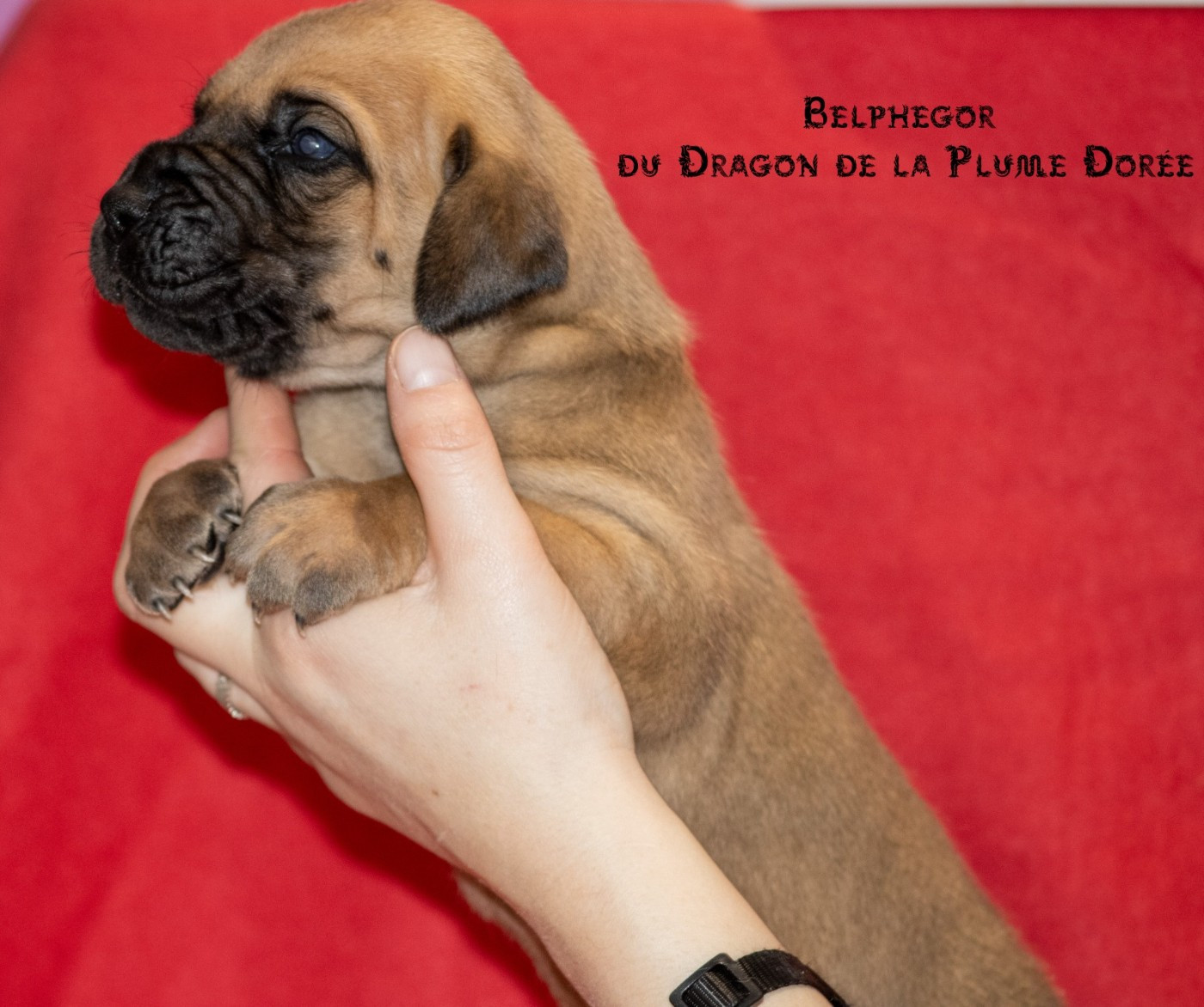 Du Dragon De La Plume Dorée - Chiots disponibles - Dogue allemand