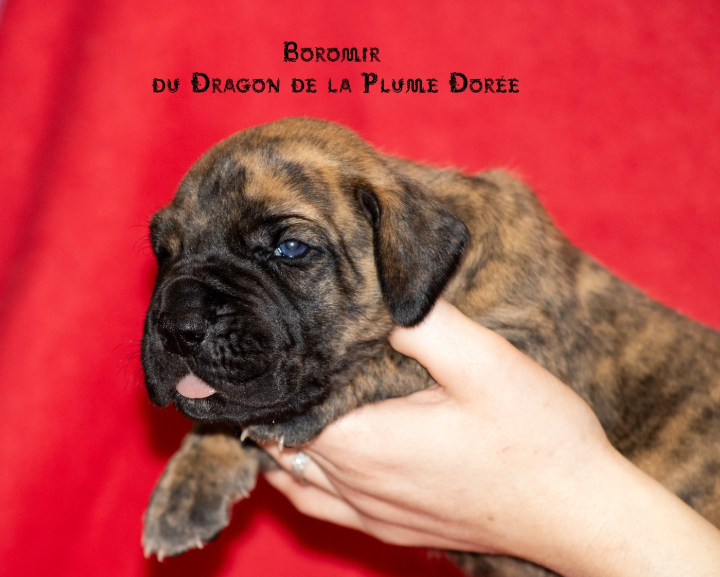 Du Dragon De La Plume Dorée - Chiots disponibles - Dogue allemand