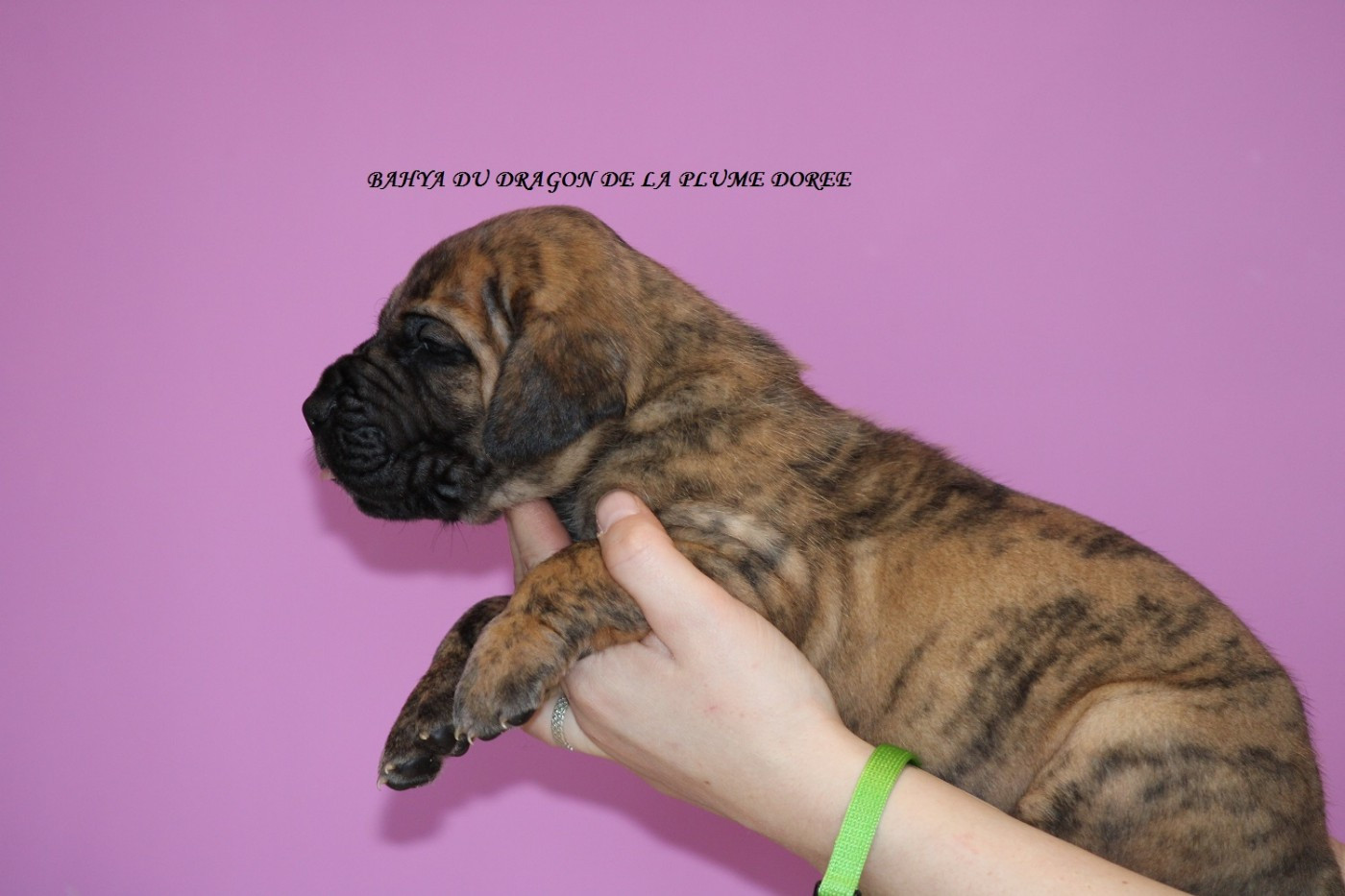 Du Dragon De La Plume Dorée - Chiots disponibles - Dogue allemand