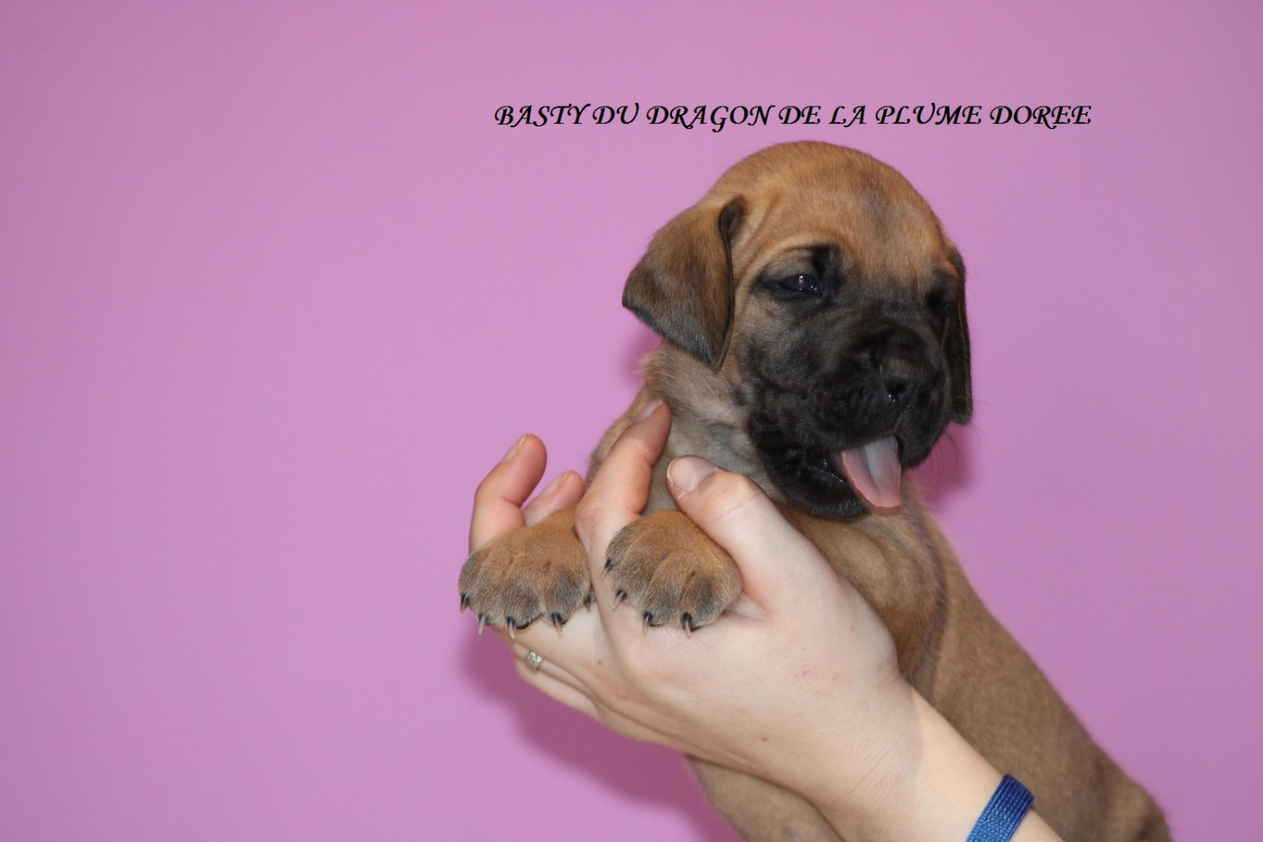 Du Dragon De La Plume Dorée - Chiots disponibles - Dogue allemand