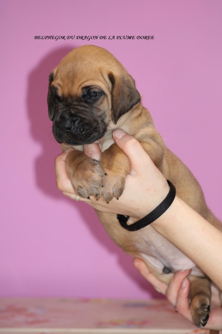 Du Dragon De La Plume Dorée - Chiots disponibles - Dogue allemand