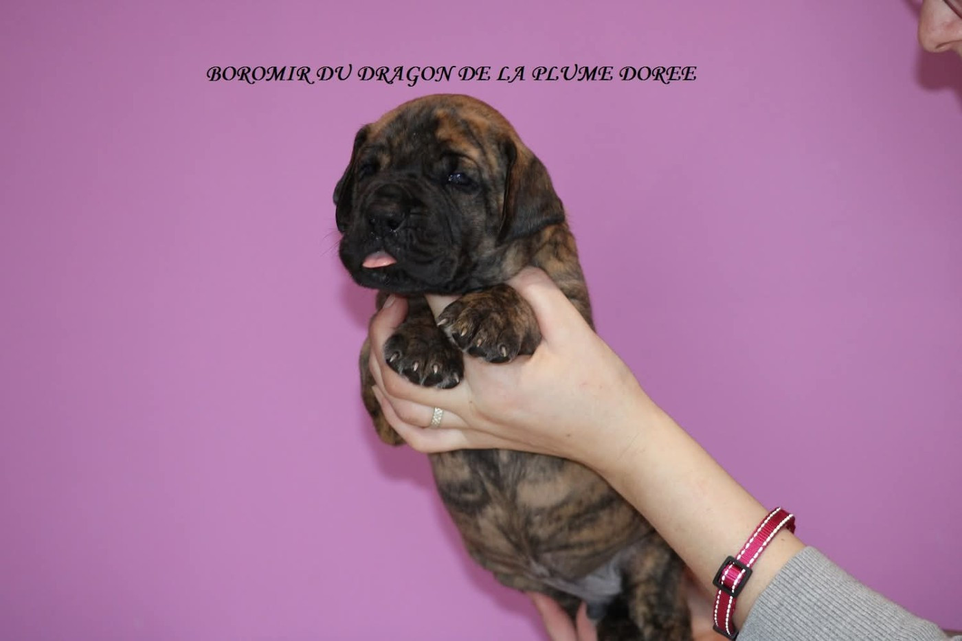 Du Dragon De La Plume Dorée - Chiots disponibles - Dogue allemand