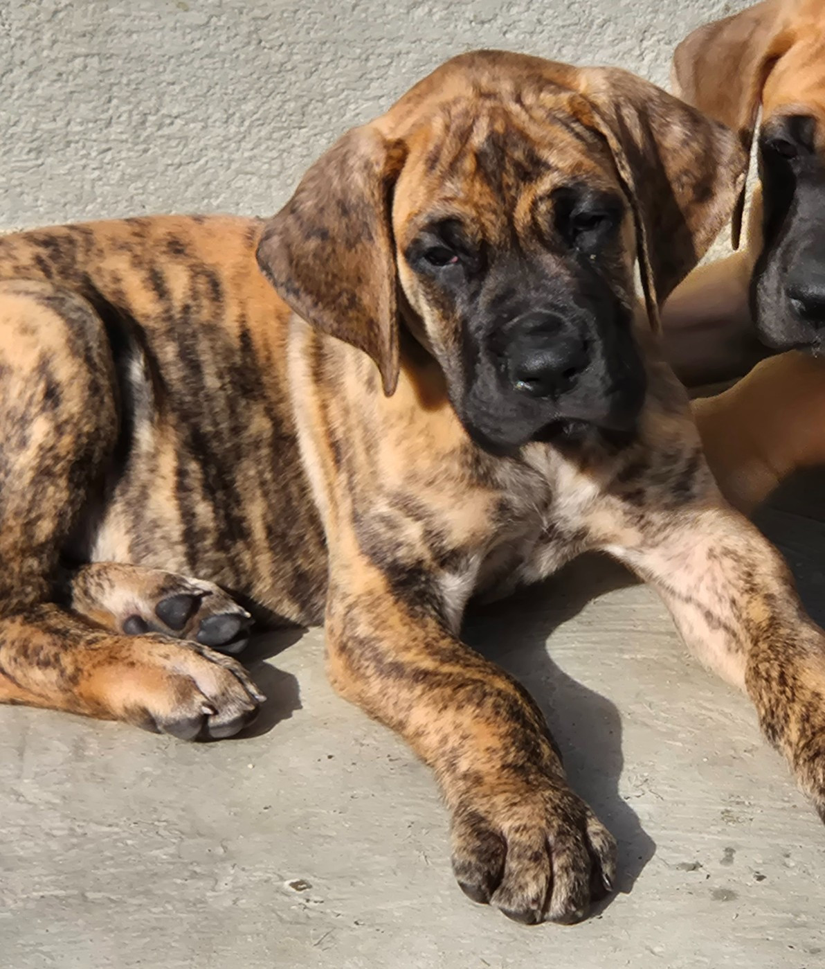 Du Dragon De La Plume Dorée - Dogue allemand - Portée née le 12/01/2026
