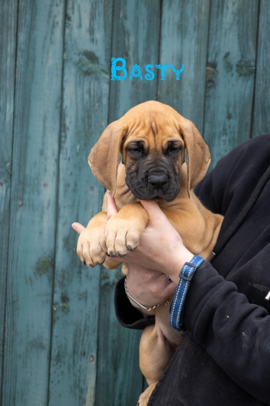 Du Dragon De La Plume Dorée - Chiots disponibles - Dogue allemand