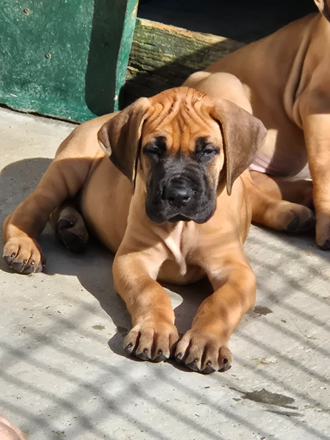 Du Dragon De La Plume Dorée - Chiots disponibles - Dogue allemand