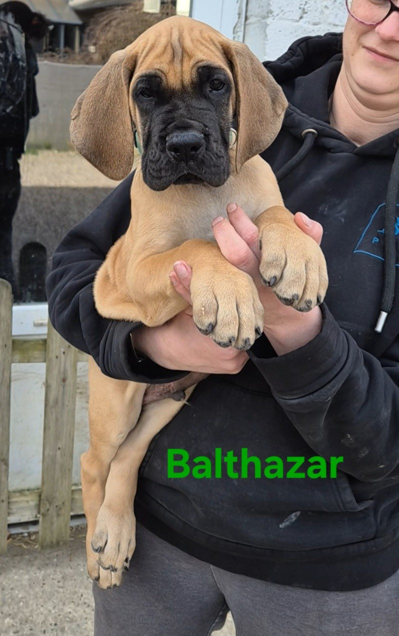 Du Dragon De La Plume Dorée - Chiots disponibles - Dogue allemand