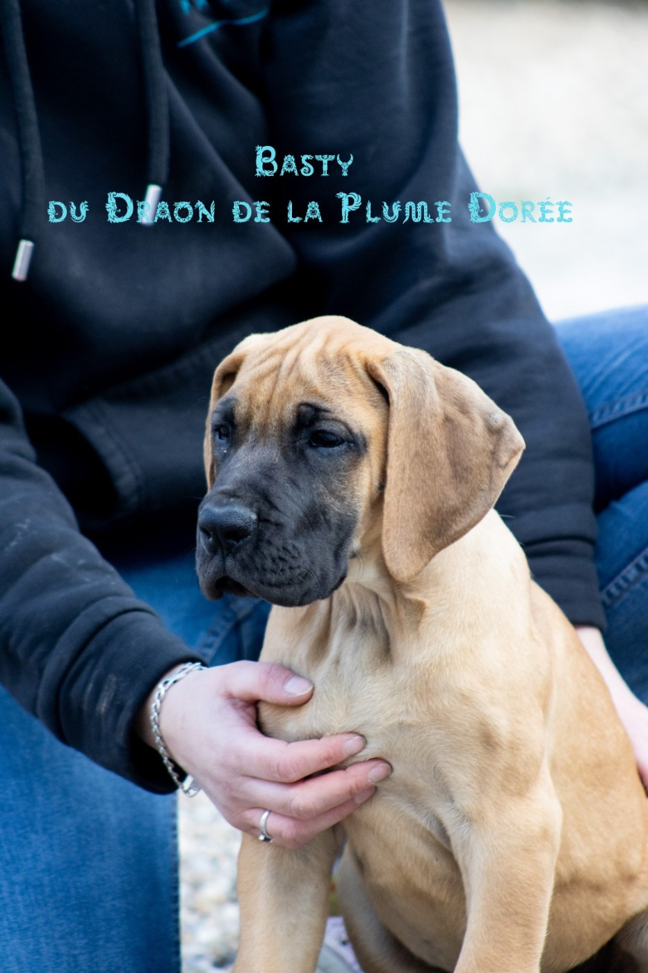 Du Dragon De La Plume Dorée - Chiots disponibles - Dogue allemand