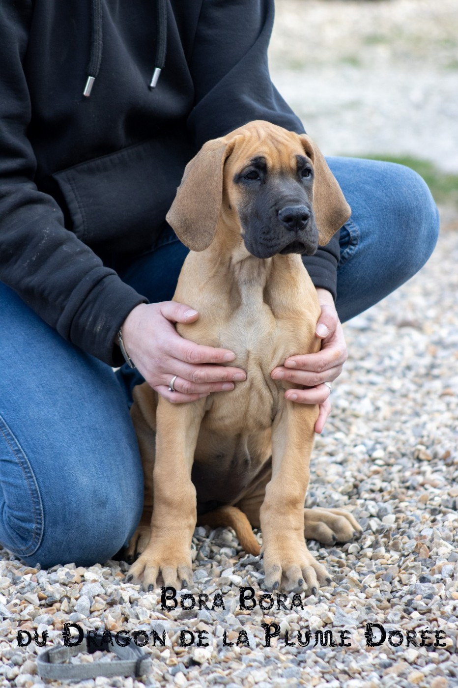 Du Dragon De La Plume Dorée - Chiots disponibles - Dogue allemand