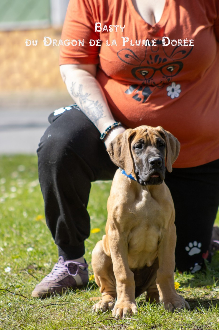 Du Dragon De La Plume Dorée - Chiots disponibles - Dogue allemand