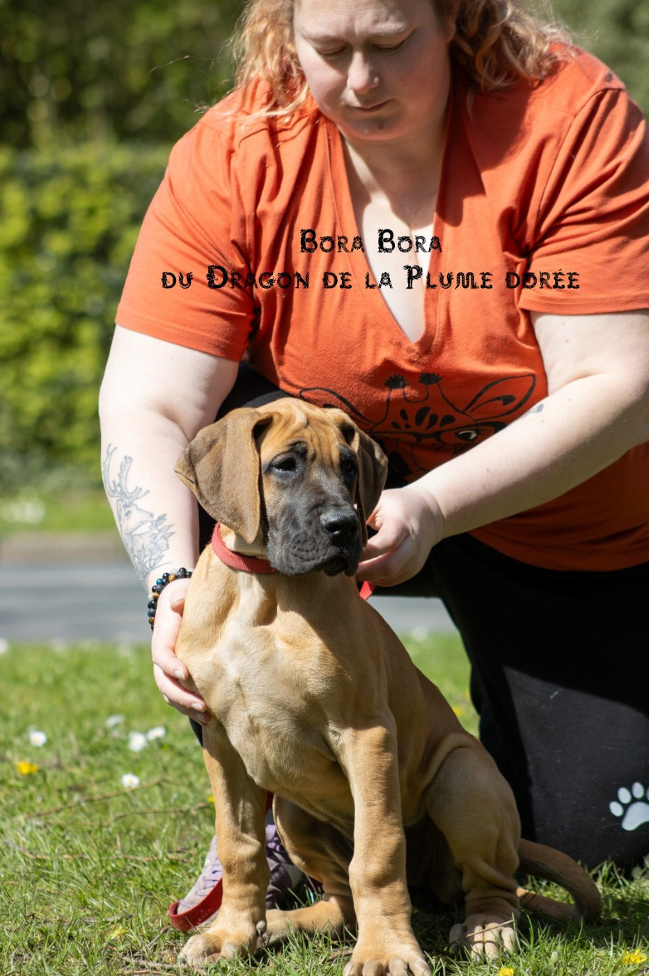 Du Dragon De La Plume Dorée - Chiots disponibles - Dogue allemand