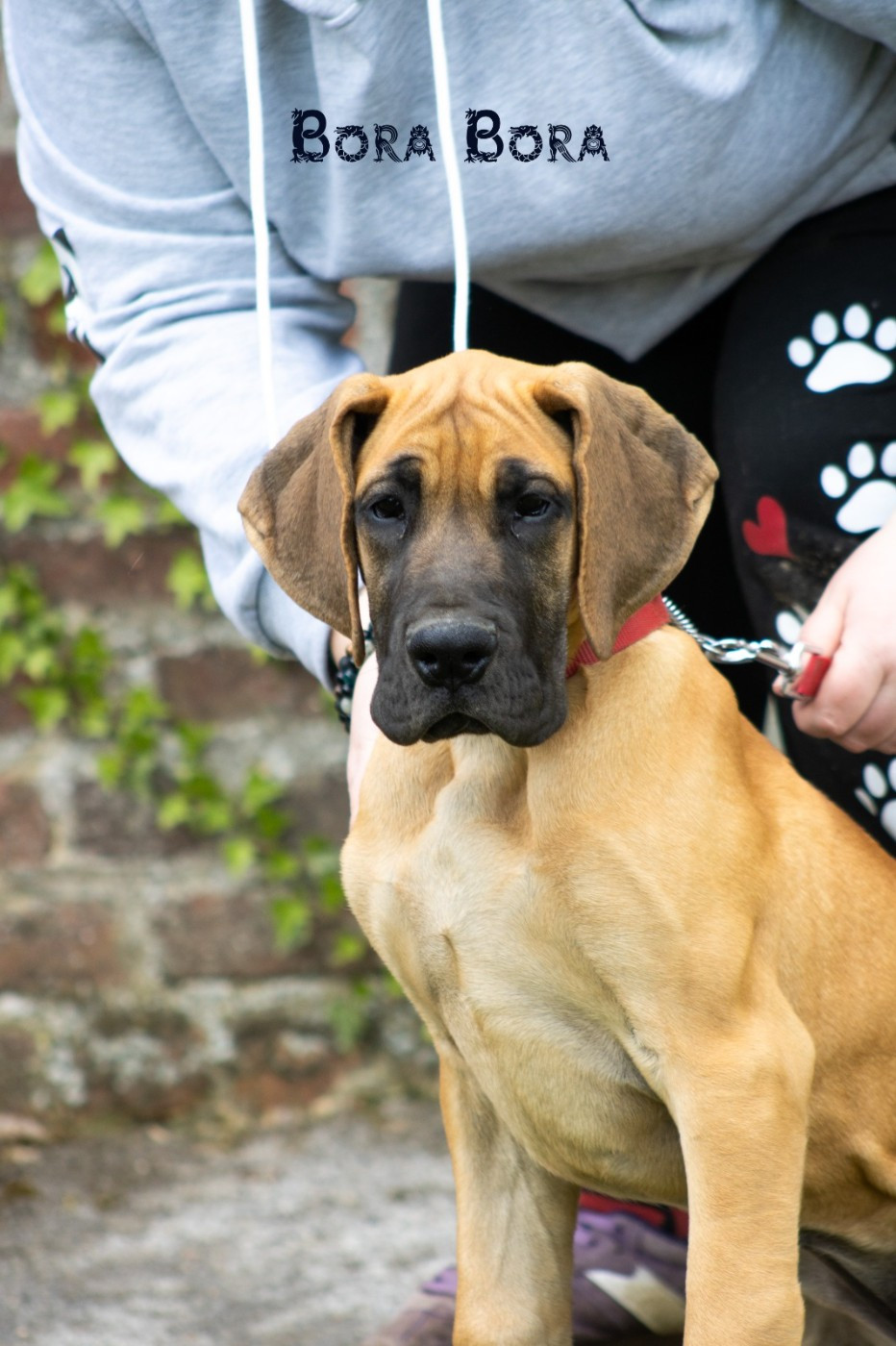 Du Dragon De La Plume Dorée - Chiots disponibles - Dogue allemand