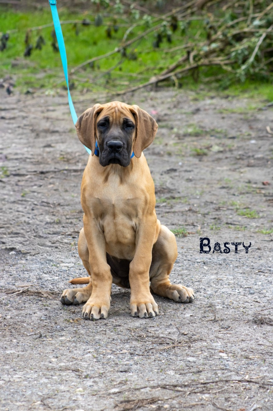 Du Dragon De La Plume Dorée - Chiots disponibles - Dogue allemand