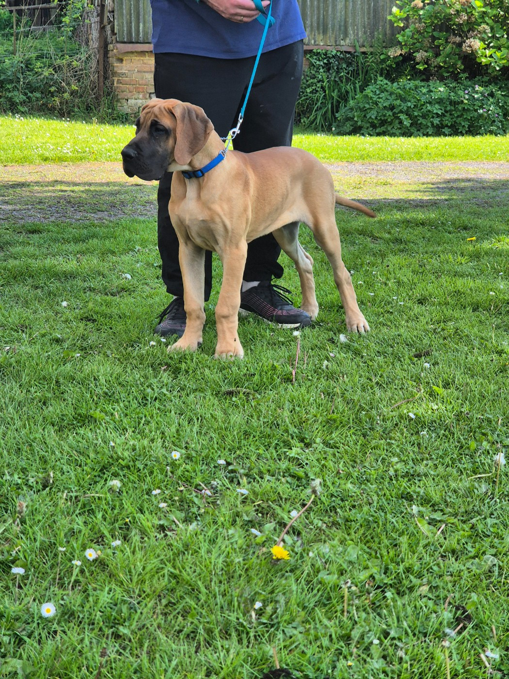 Du Dragon De La Plume Dorée - Chiots disponibles - Dogue allemand