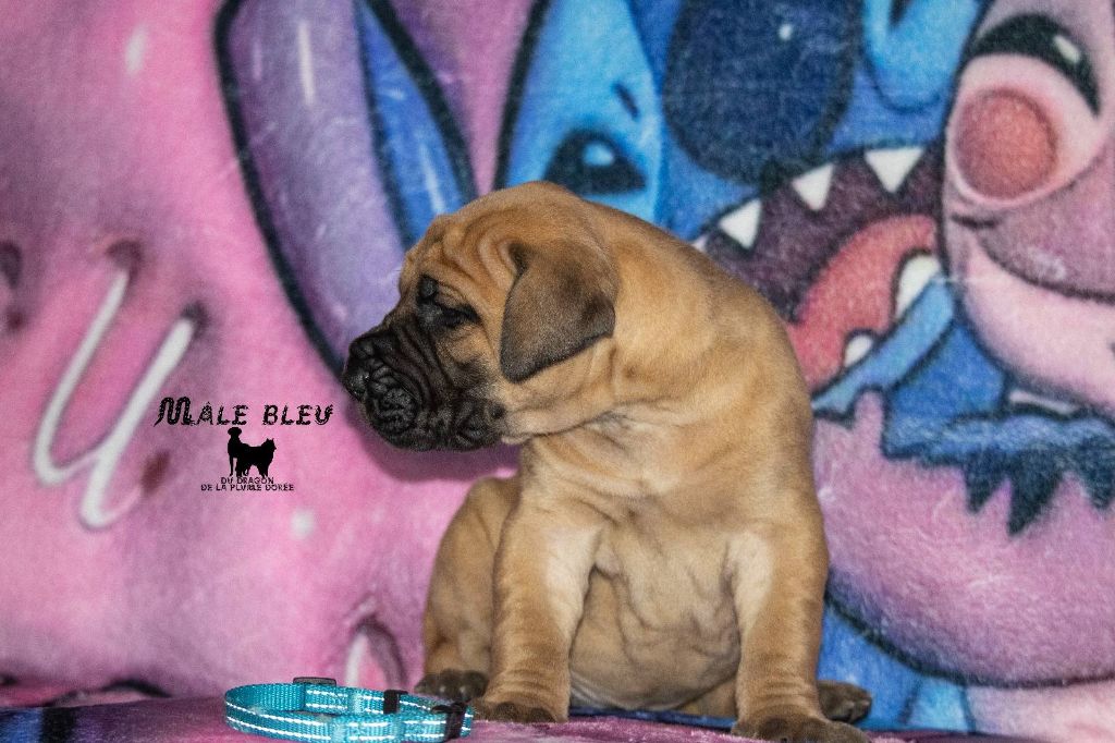 Du Dragon De La Plume Dorée - Chiots disponibles - Dogue allemand