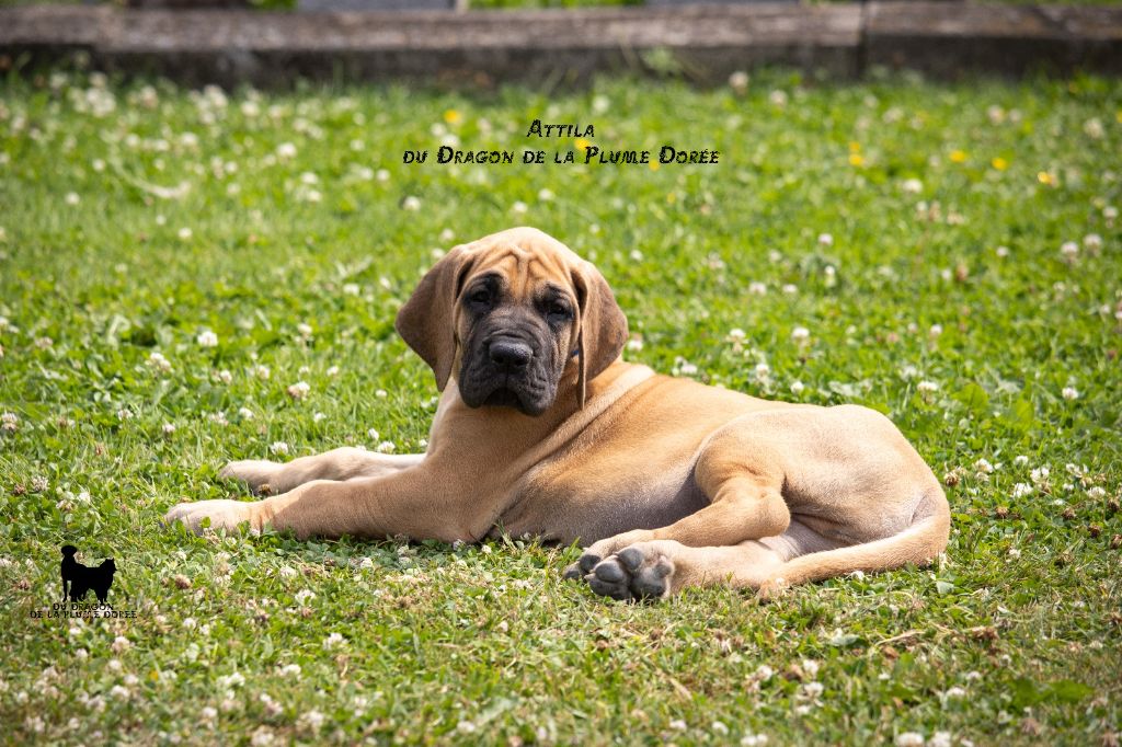 Du Dragon De La Plume Dorée - Chiots disponibles - Dogue allemand