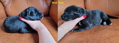CHIOT