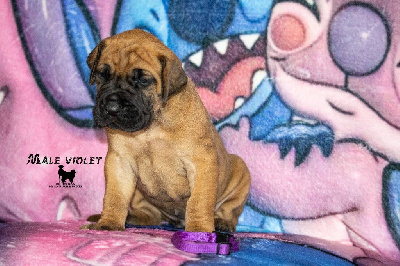 Collier violet