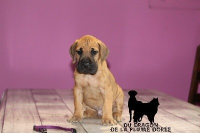 CHIOT