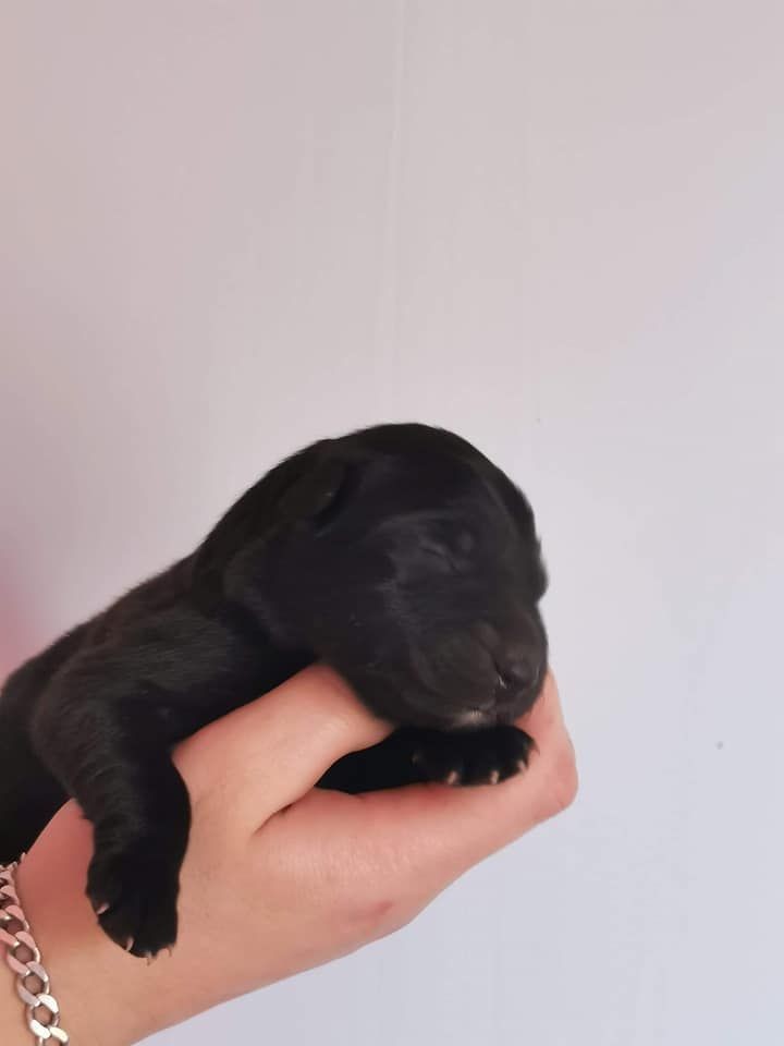 Du Dragon De La Plume Dorée - Berger Belge - Portée née le 31/12/2020